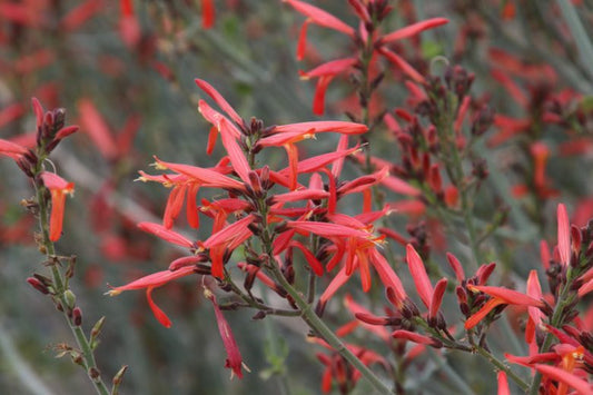 Chuparosa, Justicia californica