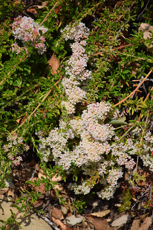 Bruce Dickinson Buckwheat, Eriogonum fasciculatum