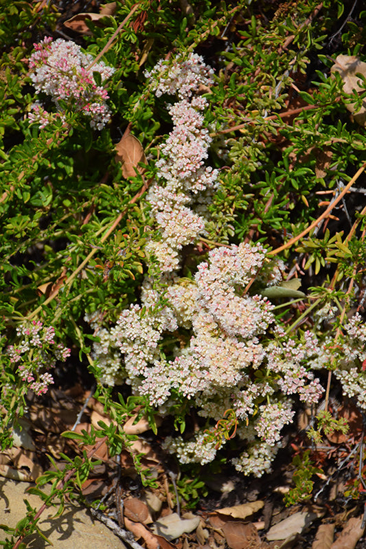 Bruce Dickinson Buckwheat, Eriogonum fasciculatum