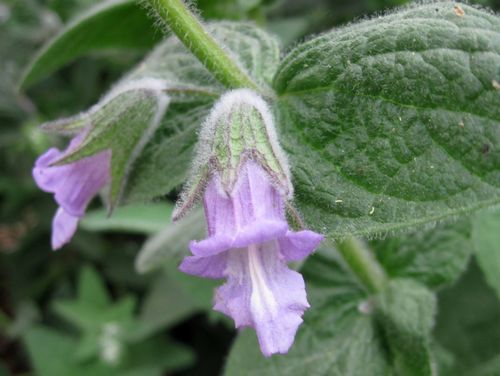 Fragrant Pitcher Sage, Lepechinia fragrans