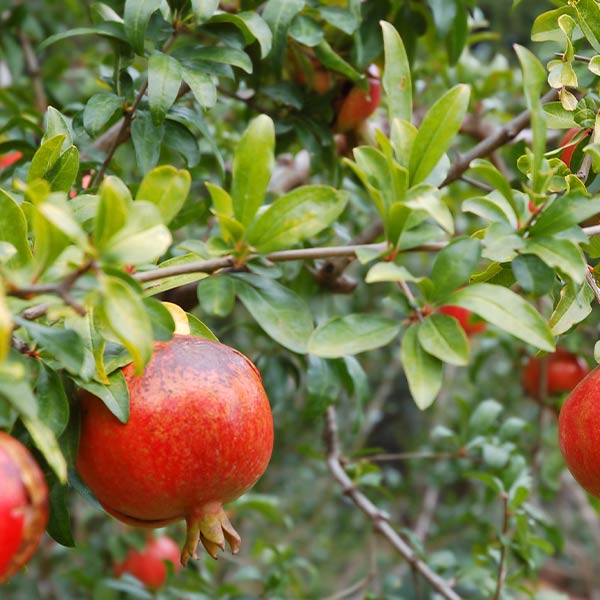 Pomegranate, Medovyi Vahsha