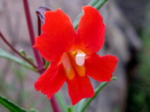 Bush Monkey Flower, 'Diplacus Aurantiacus'