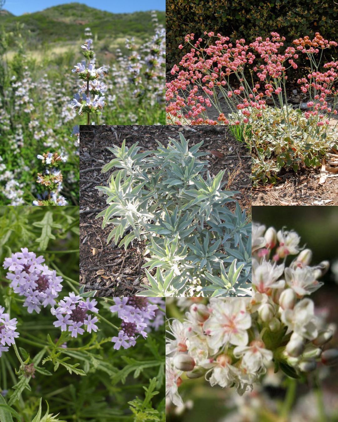 CA Native Pollinator Starter Bundle