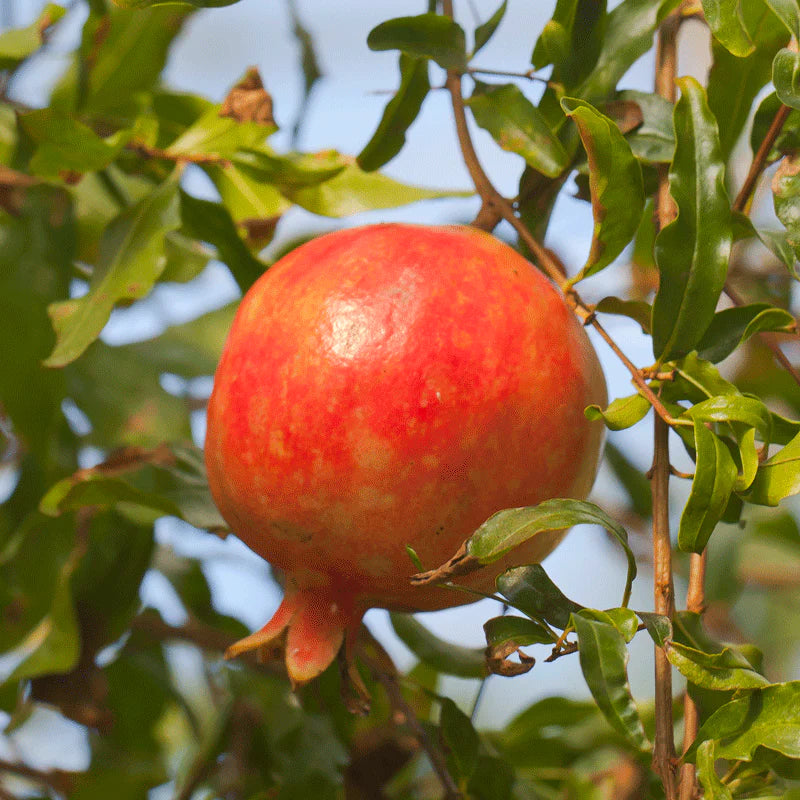 Pomegranate, Red Silk