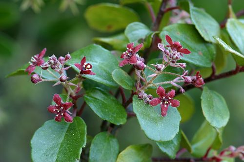 Catalina Currant, Ribes viburnifolium