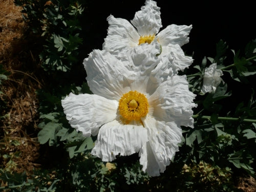 White Cloud Matilija Poppy, Romneya coulteri 'White Cloud'