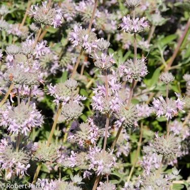 Pt Sal Purple Sage, Salvia leucophylla 'Pt Sal'