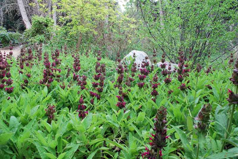 Hummingbird Sage, Salvia spathacea