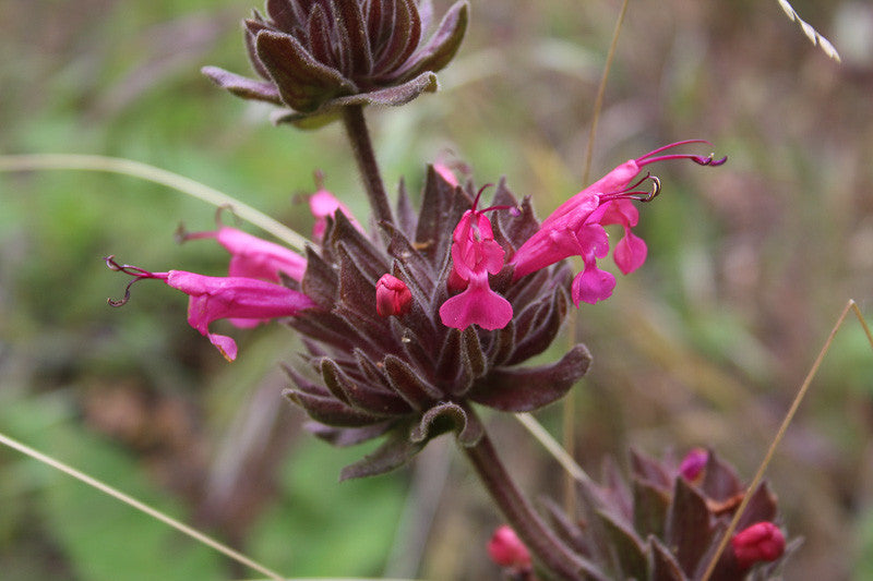 Hummingbird Sage, Salvia spathacea