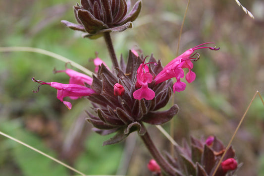 Hummingbird Sage, Salvia spathacea