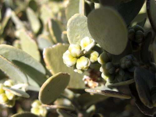 Jojoba, simmondsia chinensis
