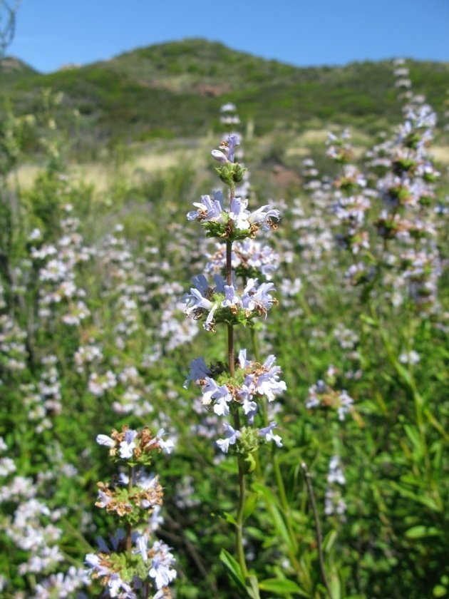 Black Sage, 'Salvia mellifera'