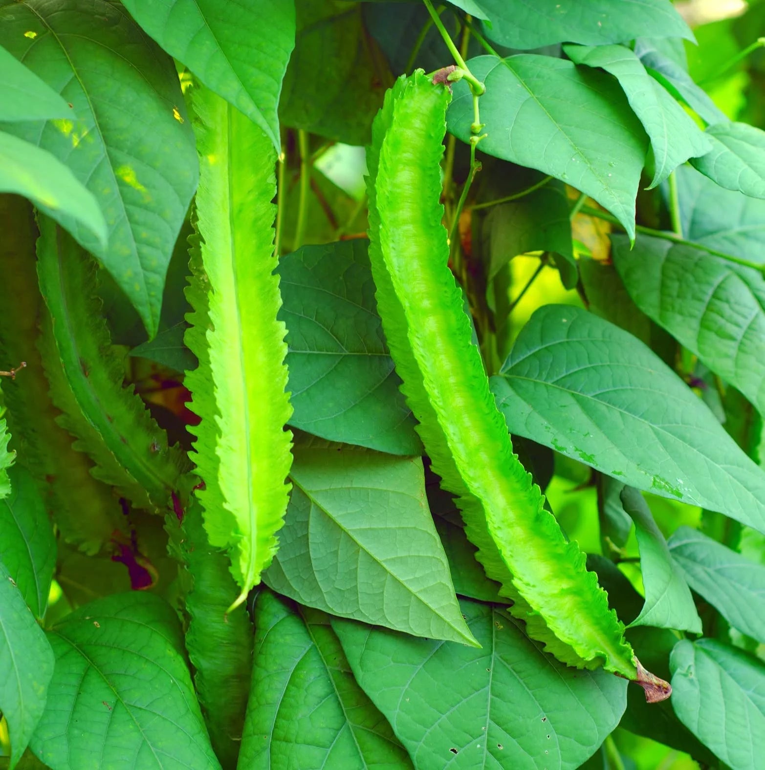 Asian Winged Bean