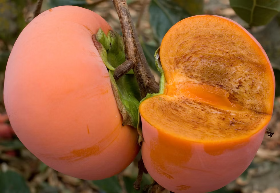Persimmon, Coffeecake (bareroot) PICKUP ONLY after January 15
