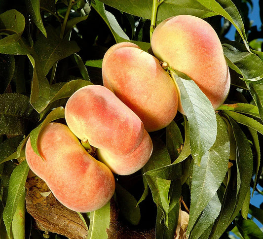Peach, Donut Stark Saturn (bareroot) PICKUP ONLY after January 15