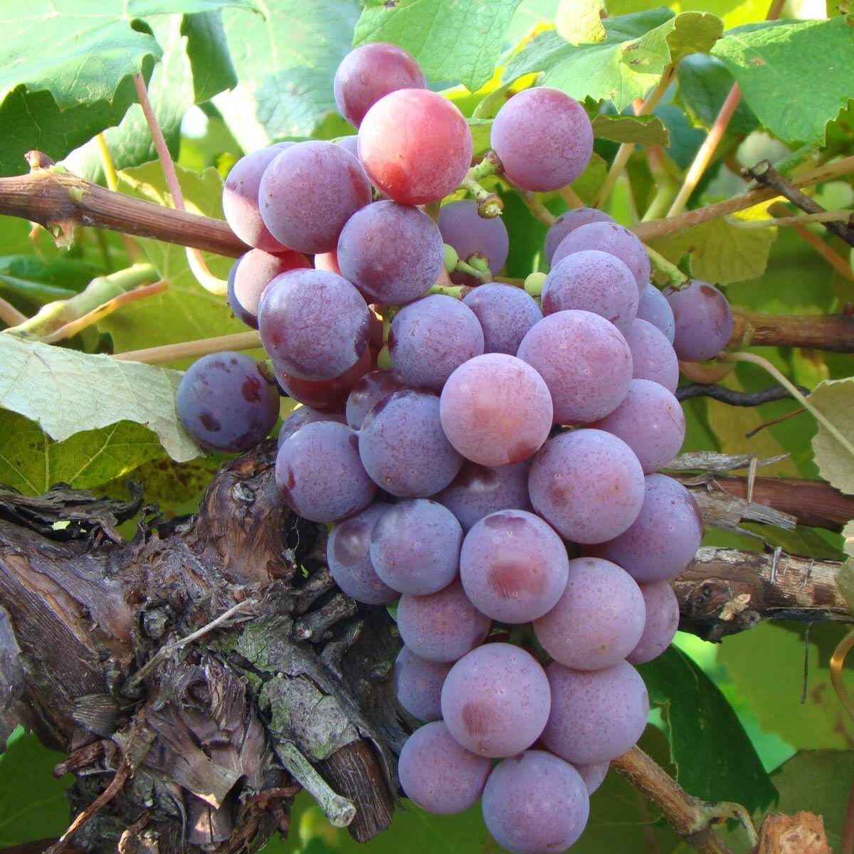 Grape, Catawba