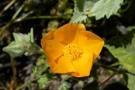 Palmer's Indian Mallow, Abutilon palmeri