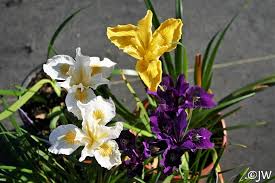 Iris 'pacific coast hybrid'