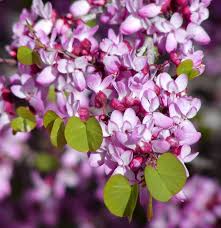 Western Redbud, Cercis occidentalis