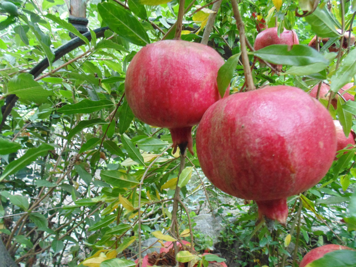 Pomegranate, Sogdiana