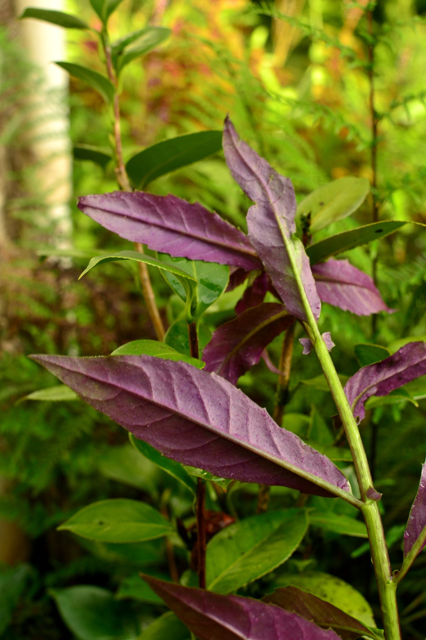 Purple Longevity Spinach, Gyunura bicolor