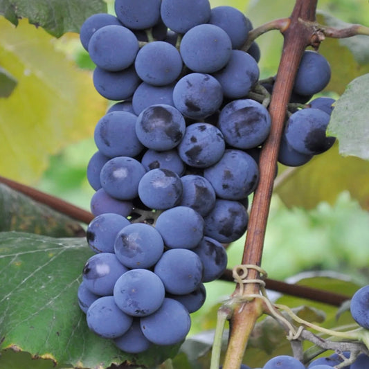 Grape, Niabell Concord