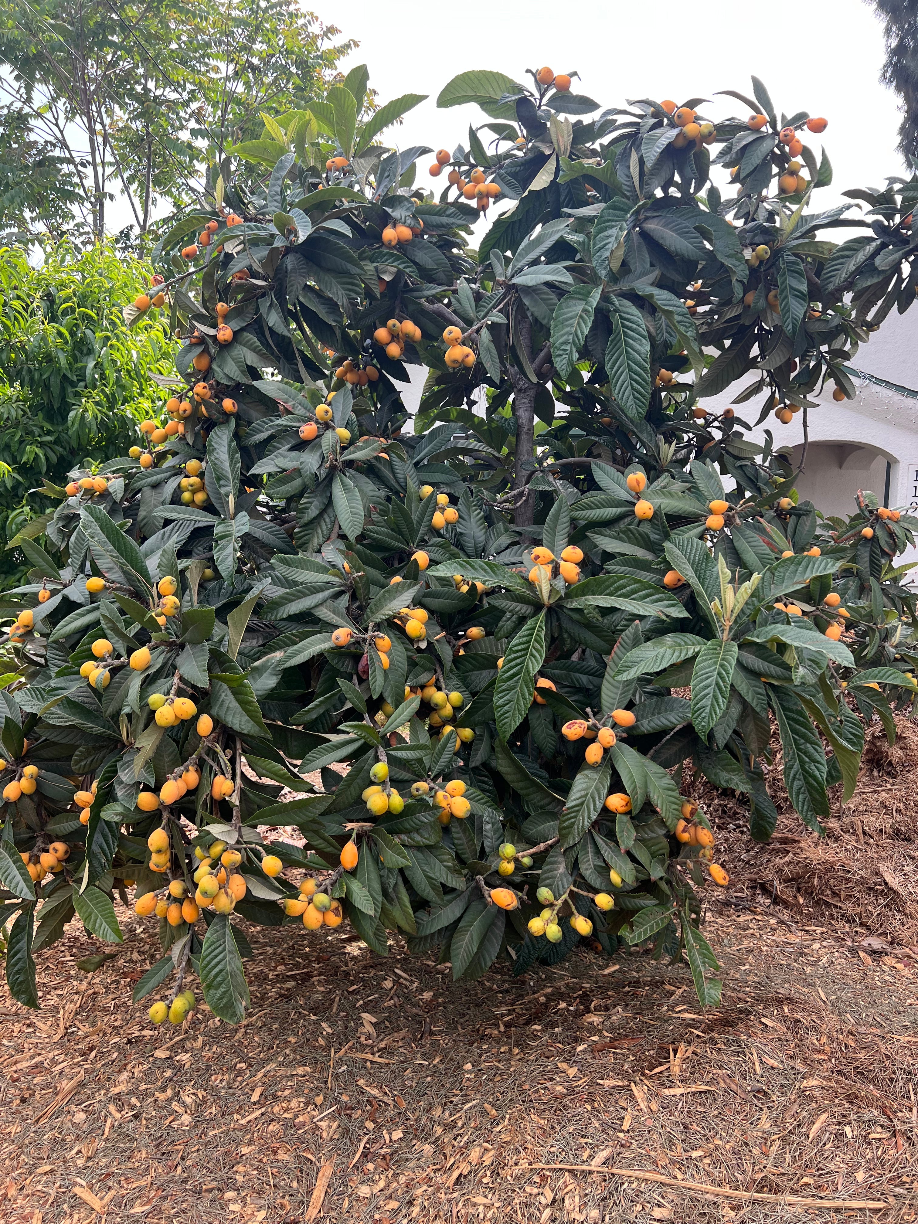 Loquat, Badonkadonk