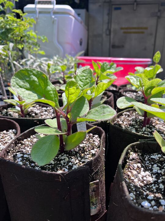 Malabar Spinach, Red