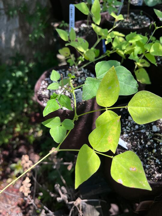 Asian Winged Bean