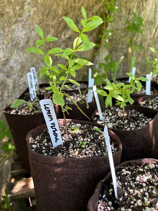 Lemon Verbena