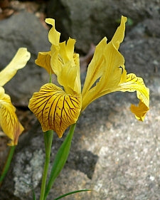 Yellow Douglas Iris, Iris Douglasiana Yellow
