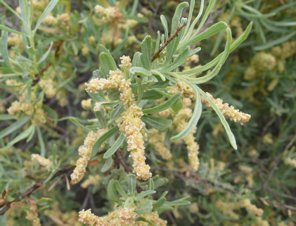 Fourwing Saltbush (Atriplex canescens)