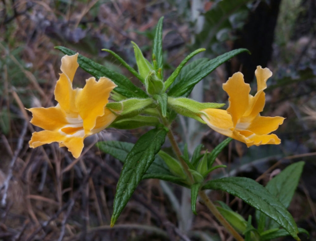Southern Bush Monkeyflower, Diplacus aurantiacus longiflorus