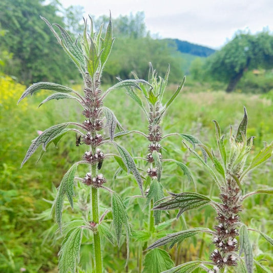 Motherwort