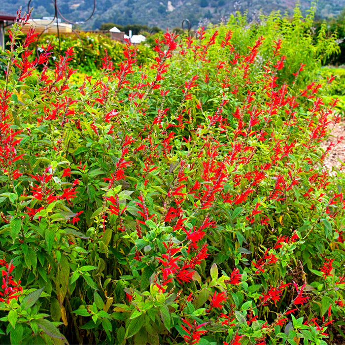 Pineapple Sage