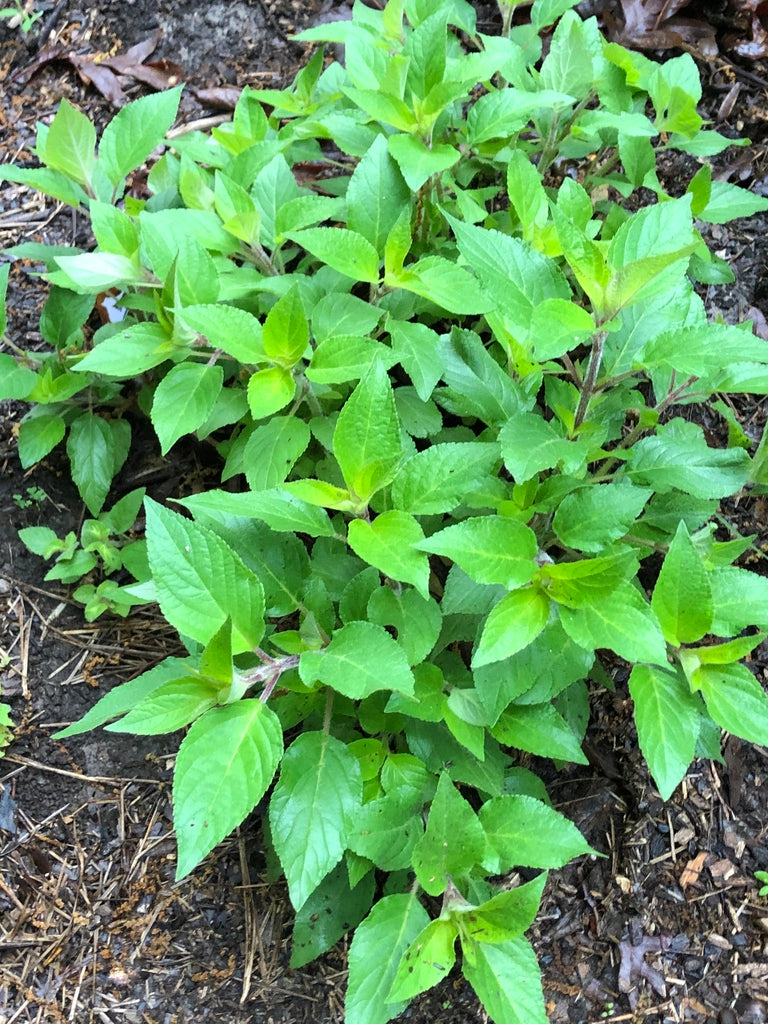 Pineapple Sage