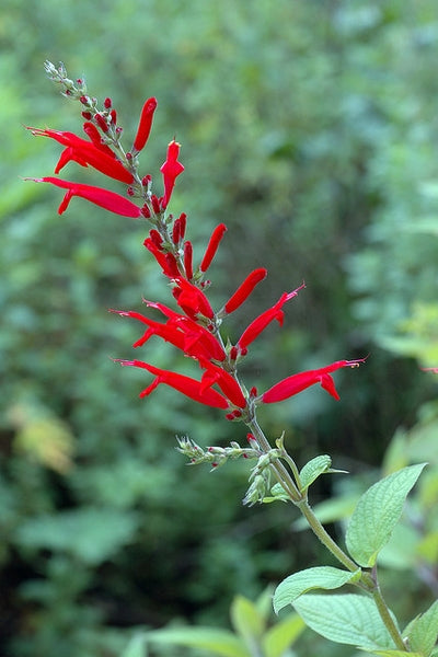 Pineapple Sage