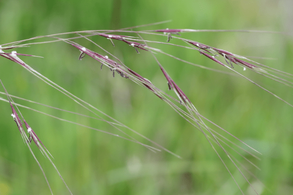 Purple Needlegrass, Stipa pulchra