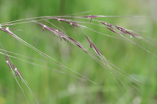 Purple Needlegrass, Stipa pulchra