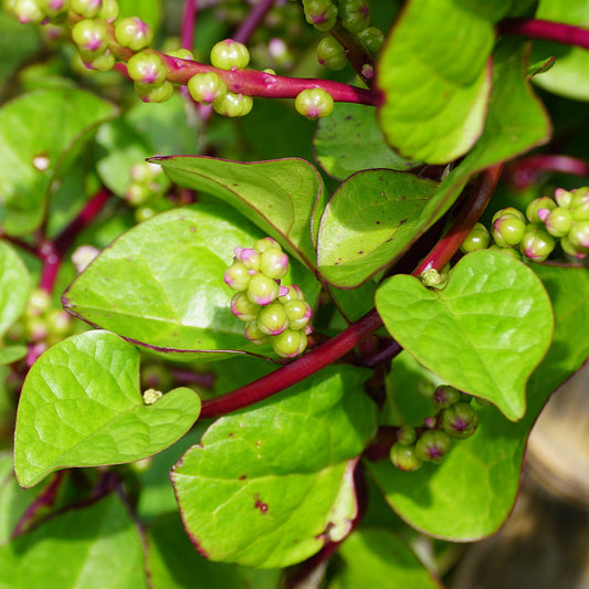 Malabar Spinach, Red