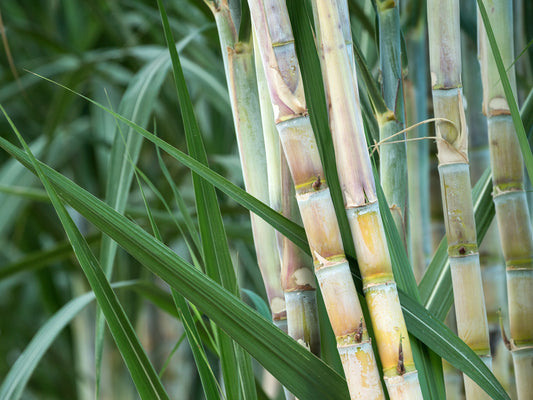 Sugarcane, Louisiana Green