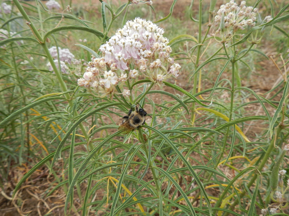 Narrowleaf Milkweed Seed