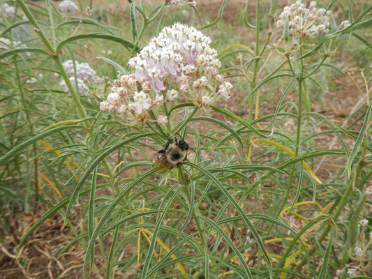 Narrowleaf Milkweed Seed