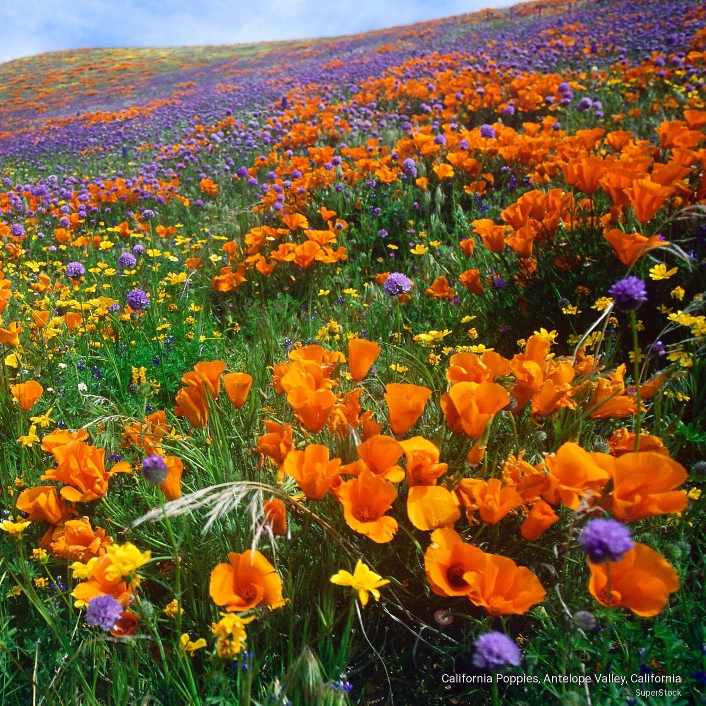 CA Indigenous Wildflower Mix (1/4lb & up)