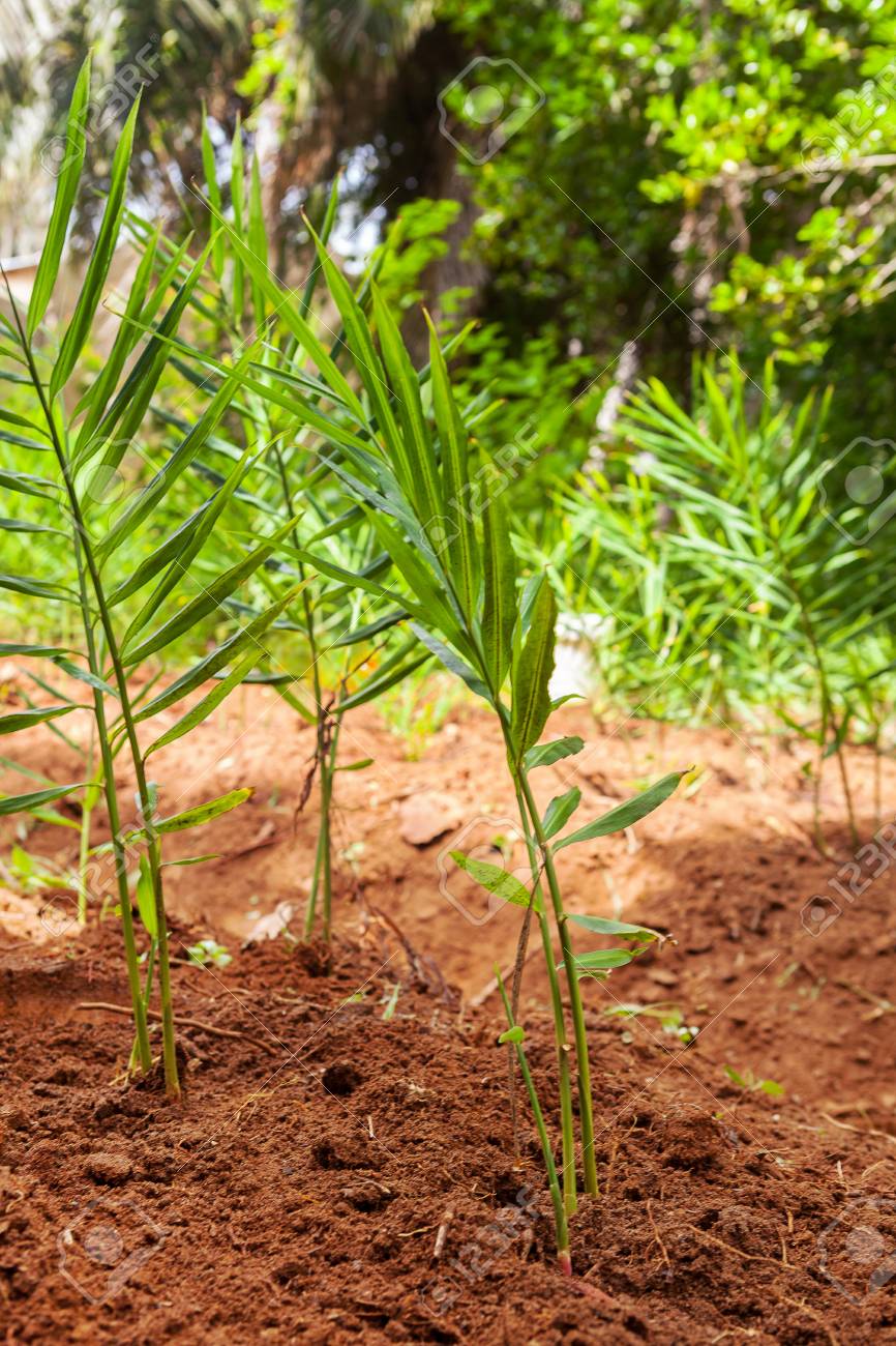 Ginger, Edible