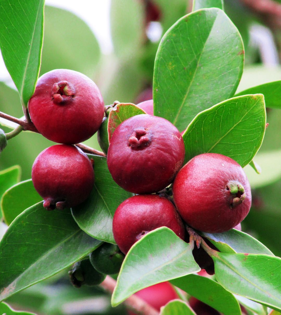 Guava Raitha Sarvodaya Nursery - Organic plants and fruit trees in Pomona Los Angel ...