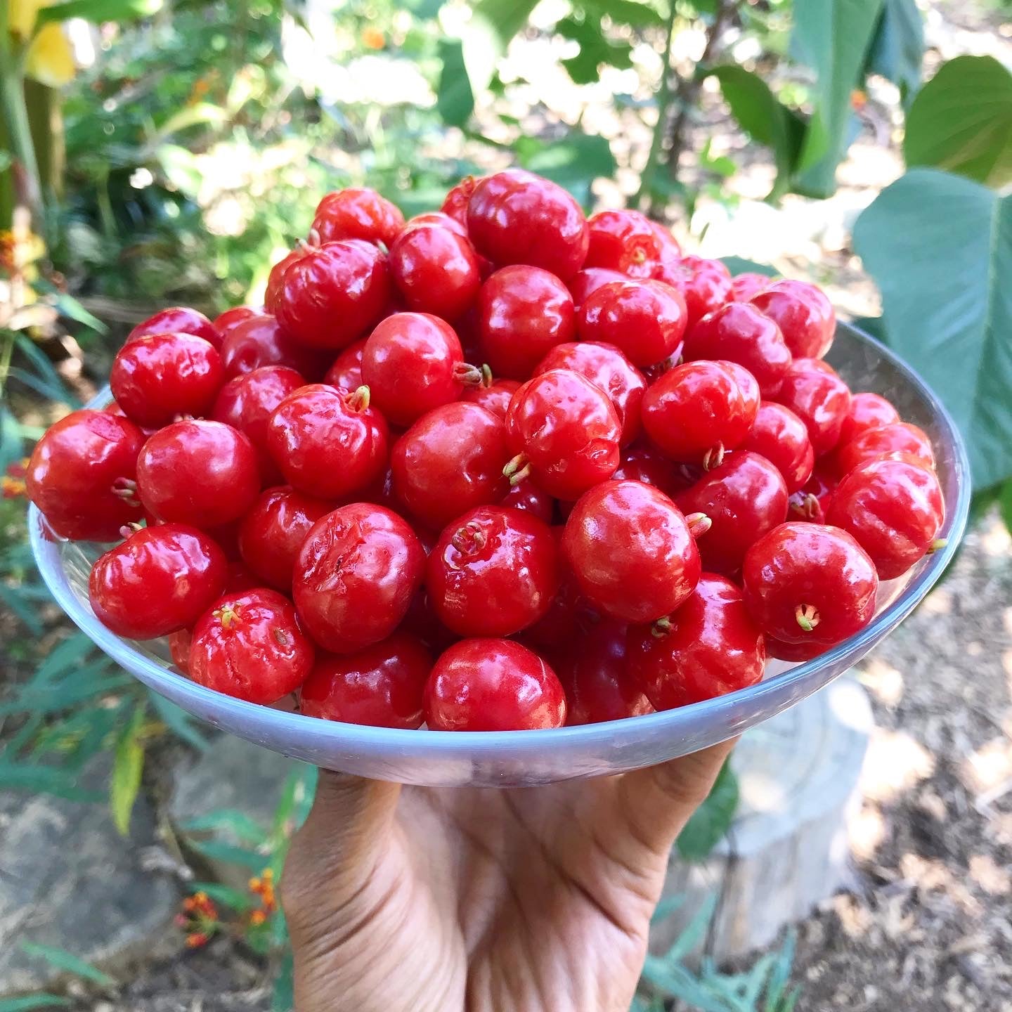 Surinam Cherry, Red
