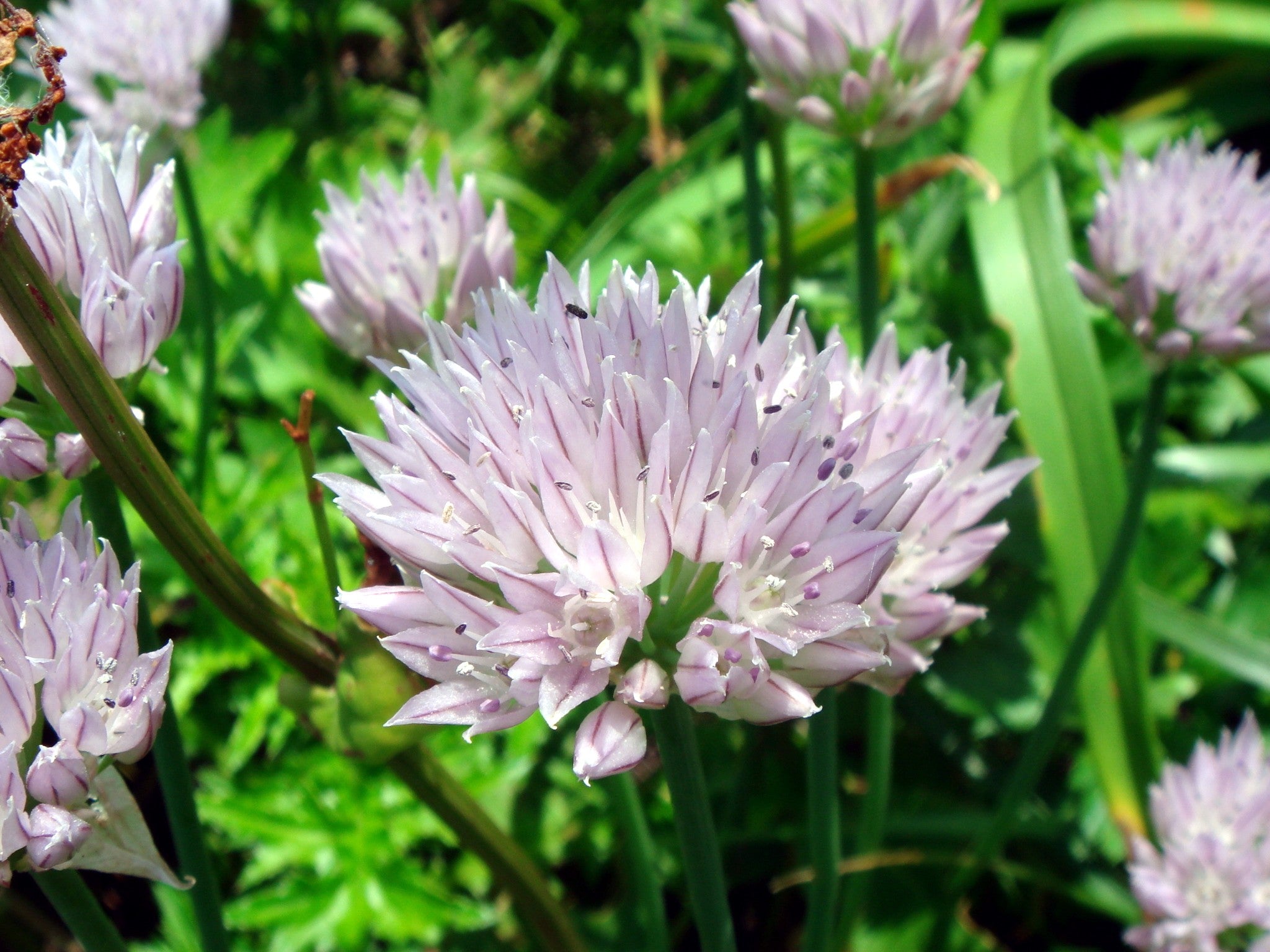 Giant Mongolian Wild Chives
