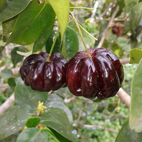 Surinam Cherry, Black