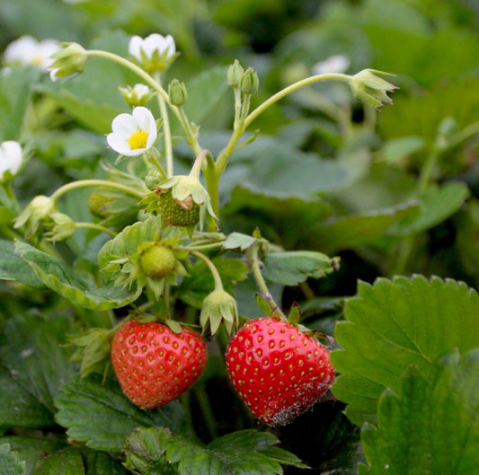Bareroot Strawberry, Mara Des Bois